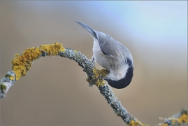 <p>SÝKORA BABKA ( Parus palustris) /Marsh tit - Sumpfmeise/</p>