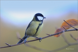 <p>SÝKORA KOŇADRA (Parus major) ------- /Great tit - Kohlmeise/</p>
