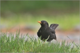 <p>KOS ČERNÝ (Turdus merula) ---- /Common blackbird - Amsel/</p>