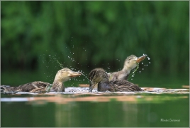 <p>KACHNA DIVOKÁ (Anas platyrhynchos) - Šluknov --- /Mallard - Stockente/</p>