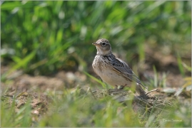 <p>SKŘIVAN POLNÍ (Alauda arvensis) - Šluknovsko, Jiříkov ---- /Eurasian skylark - Feldlerche/</p>