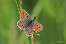 <p>OHNIVÁČEK ČERNOSKVRNNÝ - samička (Lycaena tityrus) Šluknovsko -Jiříkov ---- /Sooty copper - Brauner Feuerfalter/</p>