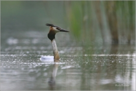 <p>POTÁPKA ROHÁČ (Podiceps cristatus) /Great grested grebe – Haubentaucher/</p>
