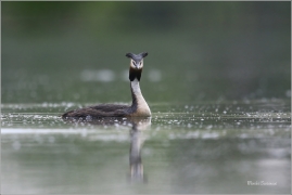 <p>POTÁPKA ROHÁČ (Podiceps cristatus) Českolipsko ----- /Great grested grebe – Haubentaucher/</p>
