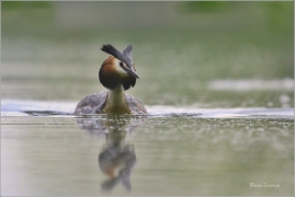 <p>POTÁPKA ROHÁČ (Podiceps cristatus) Českolipsko ----- /Great grested grebe – Haubentaucher/</p>