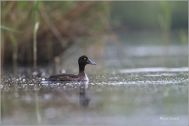 <p>POLÁK CHOCHOLAČKA (Aythya fuligula) –--- /Tufted duck – Reiherente/</p>