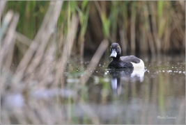 <p>POLÁK CHOCHOLAČKA (Aythya fuligula) –--- /Tufted duck – Reiherente/</p>