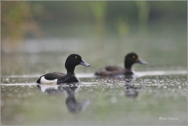 <p>Polák chocholačka (Aythya fuligula) –--- /Tufted duck – Reiherente/</p>