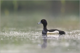 <p>Polák chocholačka (Aythya fuligula) –--- /Tufted duck – Reiherente/</p>