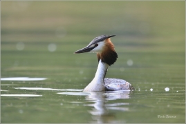 <p>POTÁPKA ROHÁČ (Podiceps cristatus) /Great grested grebe – Haubentaucher/</p>