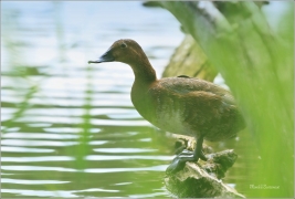 <p>POLÁK VELKÝ (Aythya ferina) --- /Common pochard - Tafelente/</p>