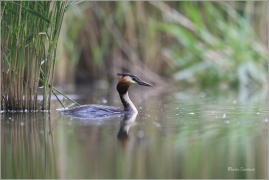 <p>POTÁPKA ROHÁČ (Podiceps cristatus) - Českolipsko ---- /Great grested grebe - Haubentaucher/</p>