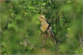 <p>STRNAD OBECNÝ (Emberiza citrinella) ----- /Yellowhammer – Goldammer/</p>