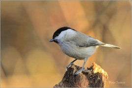 <p>SÝKORA LUŽNÍ /Parus montanus/ (Jiříkov)</p>