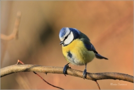 <p>SÝKORA MODŘINKA (Cyanistes caeruleus) ---- /Eurasian blue tit - Blaumeise/</p>