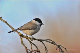 <p>SÝKORA BABKA ( Parus palustris) ---- /Marsh tit - Supfmeise/</p>