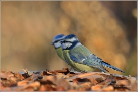 <p>SÝKORA MODŘINKA (Cyanistes caeruleus) ---- /Eurasian blue tit - Blaumeise/</p>