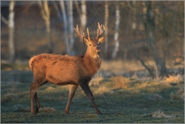 <p>JELEN LESNÍ (Cervus elaphus) obora Rumburk / Red deer / Rothirsch</p>