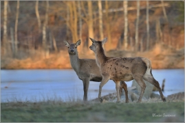 <p>JELEN LESNÍ (Cervus elaphus) obora Rumburk / Red deer / Rothirsch</p>