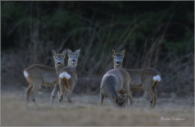 <p>SRNEC OBECNÝ (Capreolus capreolus) Šluknovsko - Valdek --- /European roe deer - Reh/</p>