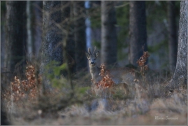 <p>SRNEC OBECNÝ (Capreolus capreolus) Šluknovsko - Valdek /European roe deer - Reh/</p>