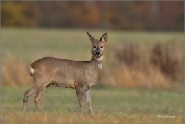 <p>SRNEC OBECNÝ (Capreolus capreolus) Šluknovsko - Jiříkov --- /European roe deer - Reh/</p>