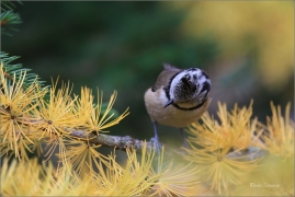 <p>SÝKORA PARUKÁŘKA - Šluknovsko - okolí Jiříkova (Lophophanes cristatus) ---- /Crested tit - Haubenmeise/</p>