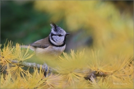 <p>SÝKORA PARUKÁŘKA - Šluknovsko - okolí Jiříkova (Lophophanes cristatus) ---- /Crested tit - Haubenmeise/</p>