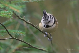 <p>SÝKORA PARUKÁŘKA - Šluknovsko - okolí Jiříkova (Lophophanes cristatus) ---- /Crested tit - Haubenmeise/</p>