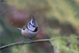 <p>SÝKORA PARUKÁŘKA - Šluknovsko - okolí Jiříkova (Lophophanes cristatus) ---- /Crested tit - Haubenmeise/</p>