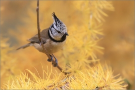 <p>SÝKORA PARUKÁŘKA - Šluknovsko - Jiříkov (Lophophanes cristatus) ---- /Crested tit - Haubenmeise/</p>