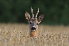 <p>SRNEC OBECNÝ (Capreolus capreolus) Šluknovsko - Jiříkov --- /European roe deer - Reh/</p>