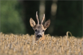 <p>SRNEC OBECNÝ (Capreolus capreolus) Šluknovsko - Jiřkov --- /European roe deer - Reh/</p>