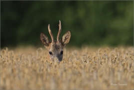 <p>SRNEC OBECNÝ (Capreolus capreolus) Šluknovsko - Jiříkov --- /European roe deer - Reh/</p>