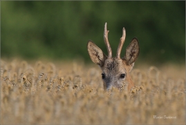 <p>SRNEC OBECNÝ (Capreolus capreolus) Šluknovsko - Jiříkov --- /European roe deer - Reh/</p>