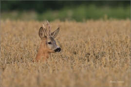 <p>SRNEC OBECNÝ (Capreolus capreolus) Šluknovsko - Jiříkov --- /European roe deer - Reh/</p>