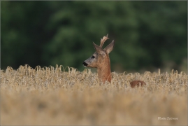 <p>SRNEC OBECNÝ (Capreolus capreolus) Šluknovsko - Jiříkov --- /European roe deer - Reh/</p>