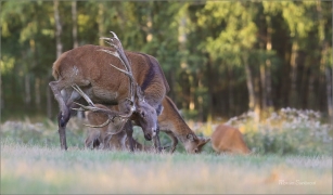<p>JELEN LESNÍ (Cervus elaphus) obora Rumburk --- / Red deer / Rothirsch</p>