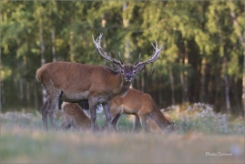 <p>JELEN LESNÍ (Cervus elaphus) Rumburk - obora / Red deer / Rothirsch</p>