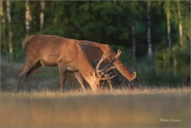 <p>JELEN LESNÍ (Cervus elaphus) Rumburk - obora / Red deer / Rothirsch</p>