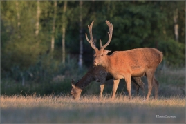 <p>JELEN LESNÍ (Cervus elaphus) obora Rumburk / Red deer / Rothirsch</p>