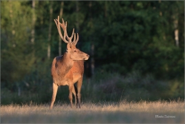 <p>JELEN LESNÍ (Cervus elaphus) obora Rumburk / Red deer / Rothirsch</p>