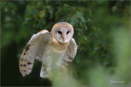 <p>SOVA PÁLENÁ (Tyto alba) sokolnicky vedená /Western barn owl - Schleiereule/</p>