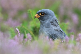 <p>POŠTOLKA RUDONOHÁ (Falco vespertinus) sokolnicky vedená ---- /Red-footed falcon - Rotfußfalke/</p>