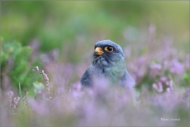 <p>POŠTOLKA RUDONOHÁ (Falco vespertinus) sokolnicky vedená ---- /Red-footed falcon - Rotfußfalke/</p>