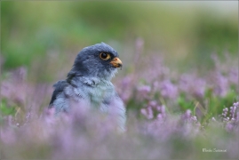 <p>POŠTOLKA RUDONOHÁ (Falco vespertinus) sokolnicky vedená ---- /Red-footed falcon - Rotfußfalke/</p>