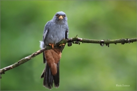 <p>POŠTOLKA RUDONOHÁ (Falco vespertinus) sokolnicky vedená ---- /Red-footed falcon - Rotfußfalke/</p>