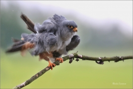 <p>POŠTOLKA RUDONOHÁ (Falco vespertinus) sokolnicky vedená ---- /Red-footed falcon - Rotfußfalke/</p>