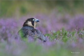 <p>SOKOL STĚHOVAVÝ (Falco peregrinus) ---- /Peregrine falcon - Wanderfalke/</p>