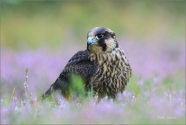 <p>SOKOL STĚHOVAVÝ (Falco peregrinus) ---- /Peregrine falcon - Wanderfalke/</p>